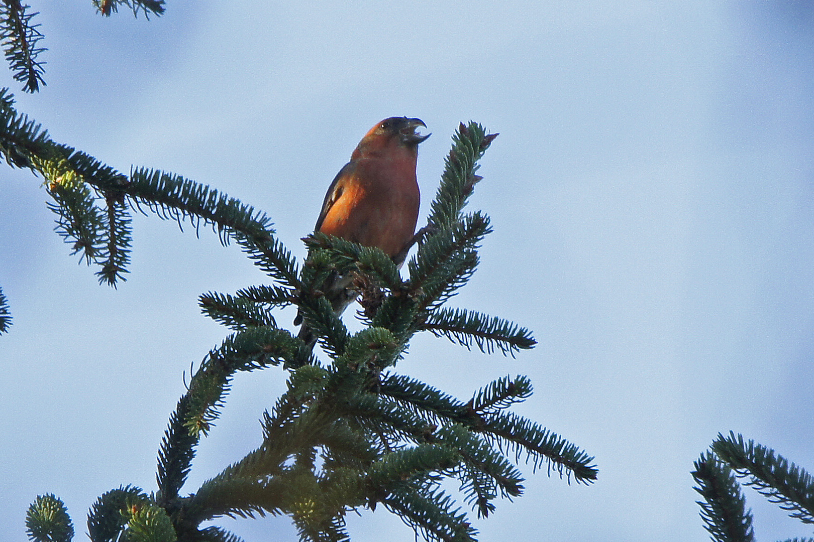 Fichtenkreuzschnabel (Loxia curvirostra), Männchen