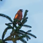 Fichtenkreuzschnabel (Loxia curvirostra), Männchen