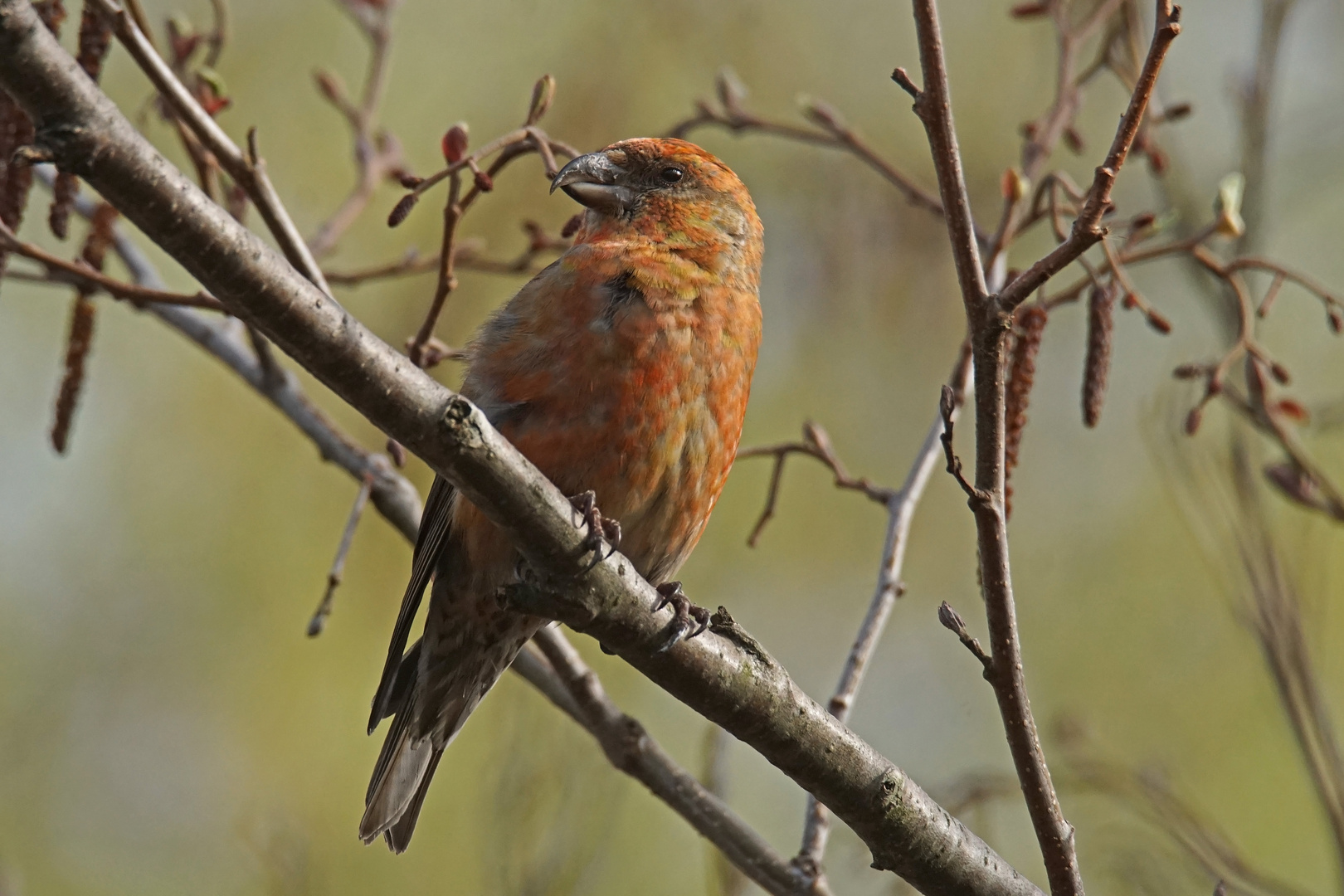 Fichtenkreuzschnabel (Loxia curvirostra), Männchen