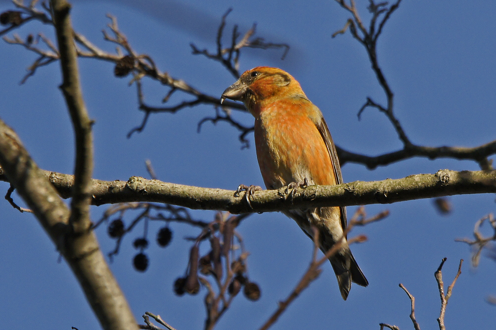 Fichtenkreuzschnabel (Loxia curvirostra), Männchen