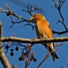 Fichtenkreuzschnabel (Loxia curvirostra), Männchen