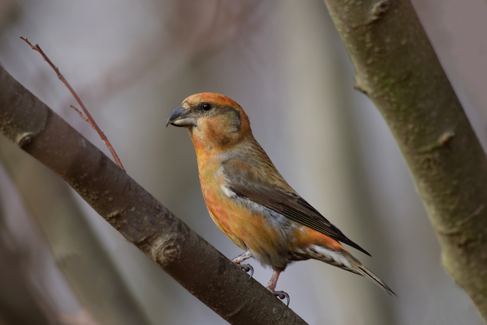 Fichtenkreuzschnabel (Loxia curvirostra) , männlich