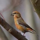 Fichtenkreuzschnabel (Loxia curvirostra) , männlich