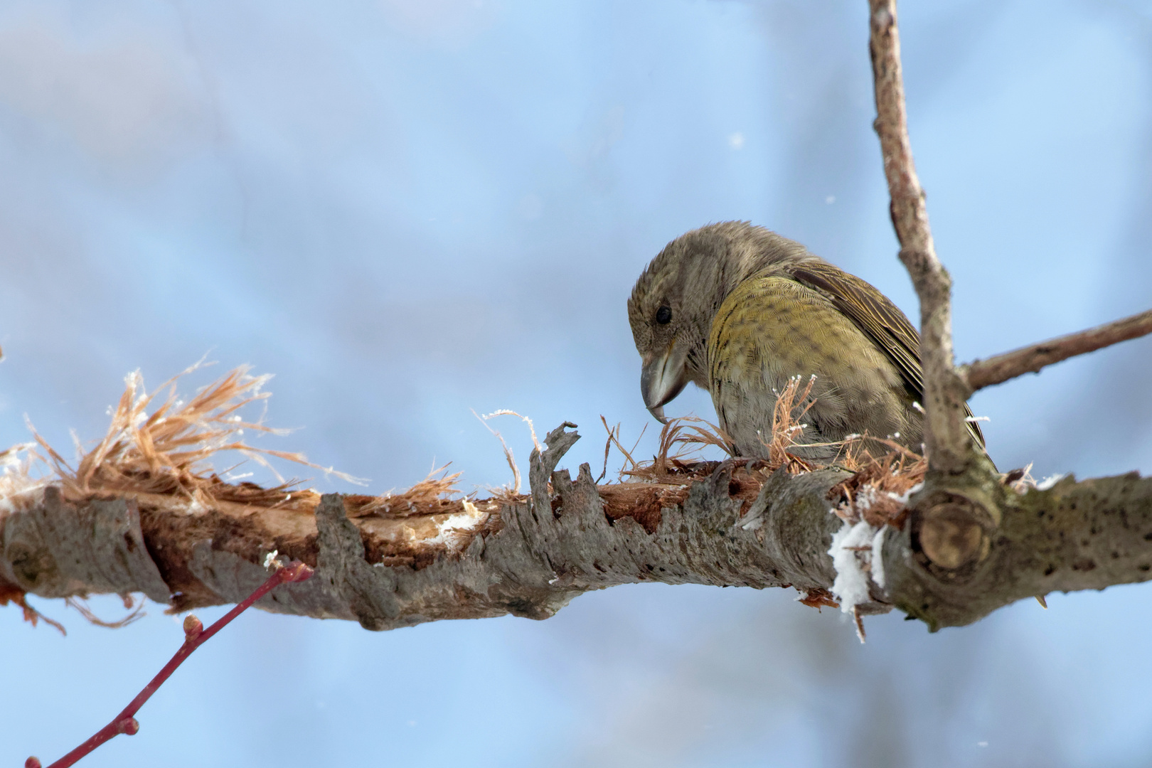 Fichtenkreuzschnabel  (Loxia curvirostra)  - Nestbautrieb...