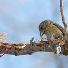 Fichtenkreuzschnabel  (Loxia curvirostra)  - Nestbautrieb...