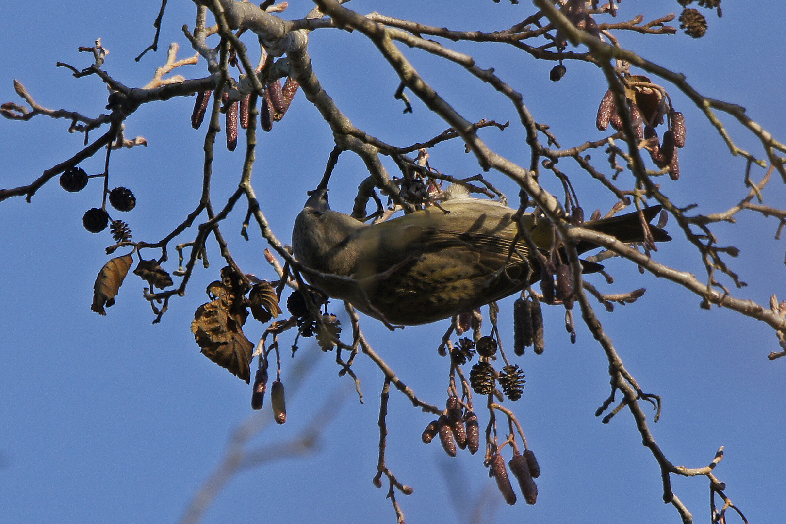 Fichtenkreuzschnabel (Loxia curvirostra), Weibchen