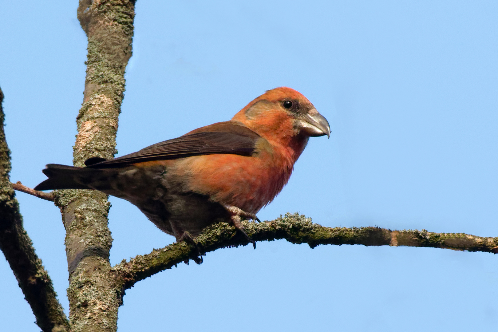 Fichtenkreuzschnabel ( m)  (Loxia curvirostra)