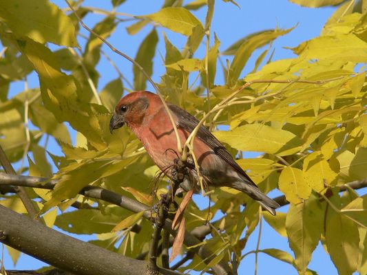 Fichtenkreuzschnabel, Männchen