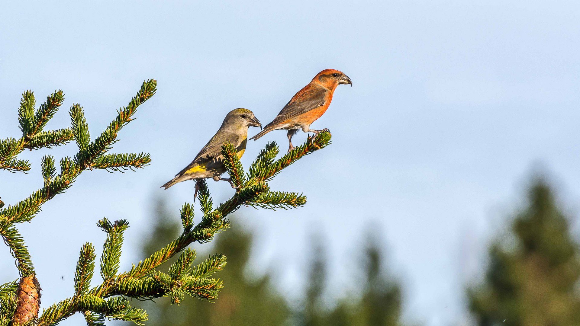 Fichtenkreuzschnabel Pärchen