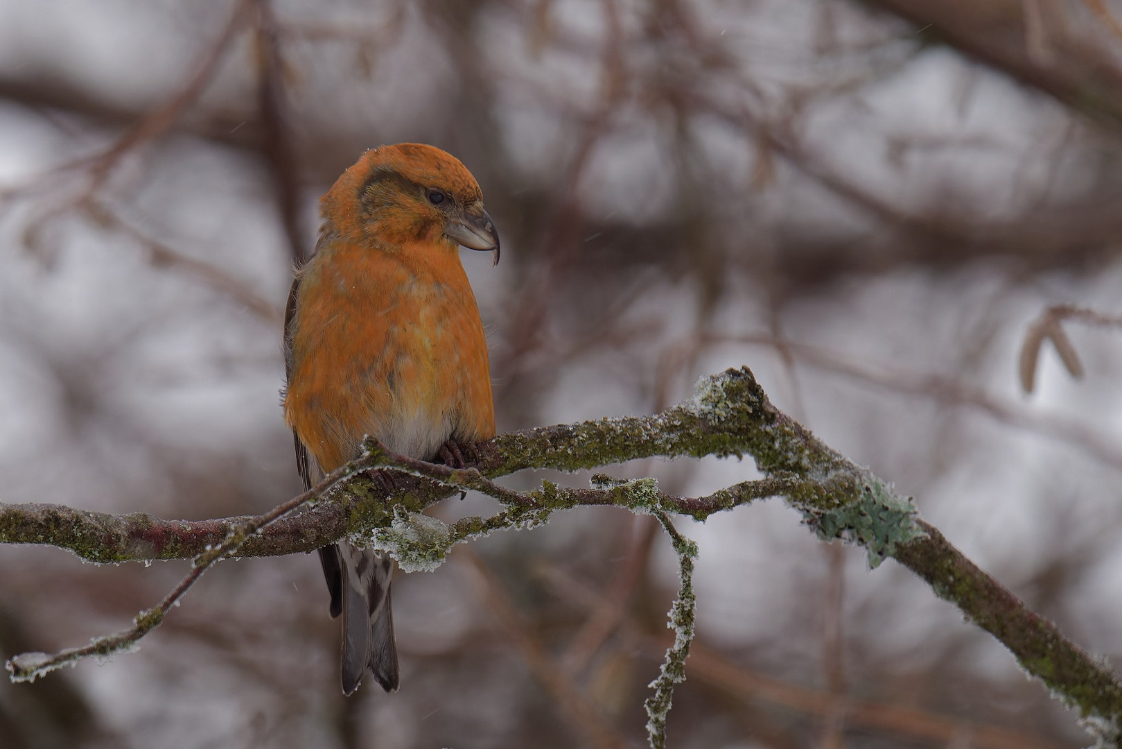 Fichtenkreuzschnabelmännchen im Winter