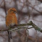 Fichtenkreuzschnabelmännchen im Winter