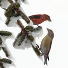 Fichtenkreuzschnäbel - (Loxia curvirostra)  Das verliebte Paar