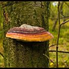 Fichtenporling (Fomitopsis pinicola)