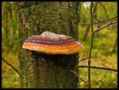 Fichtenporling (Fomitopsis pinicola)