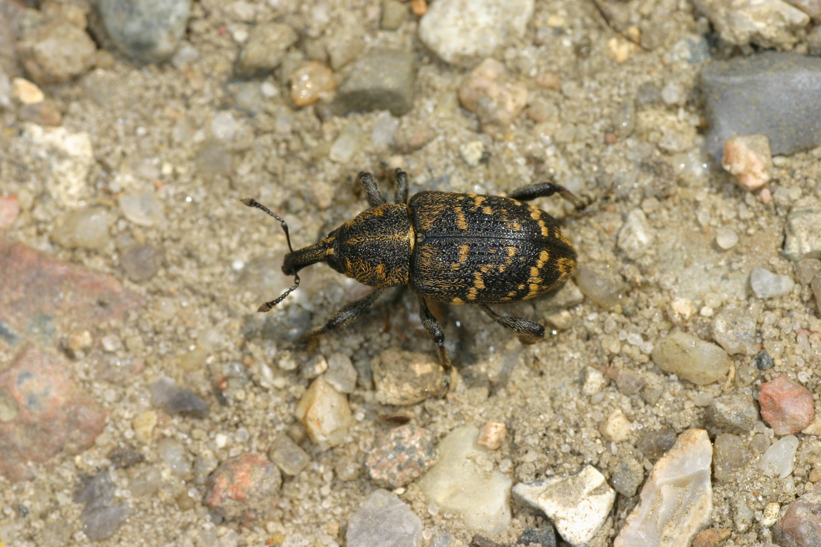 Fichtenrüsselkäfer (Hylobius abietis).....