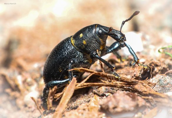 Fichtenrüsselkäfer (Kafkas Traum....)
