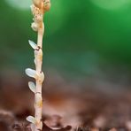 Fichtenspargel - Monotropa hypopitys 1/12