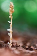 Fichtenspargel - Monotropa hypopitys 1/12