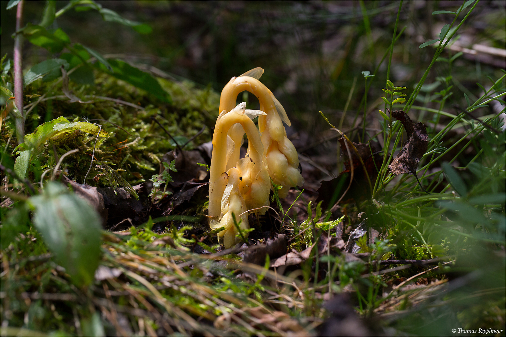 Fichtenspargel (Monotropa hypopitys)