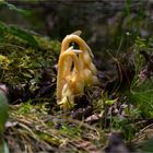 Fichtenspargel (Monotropa hypopitys)