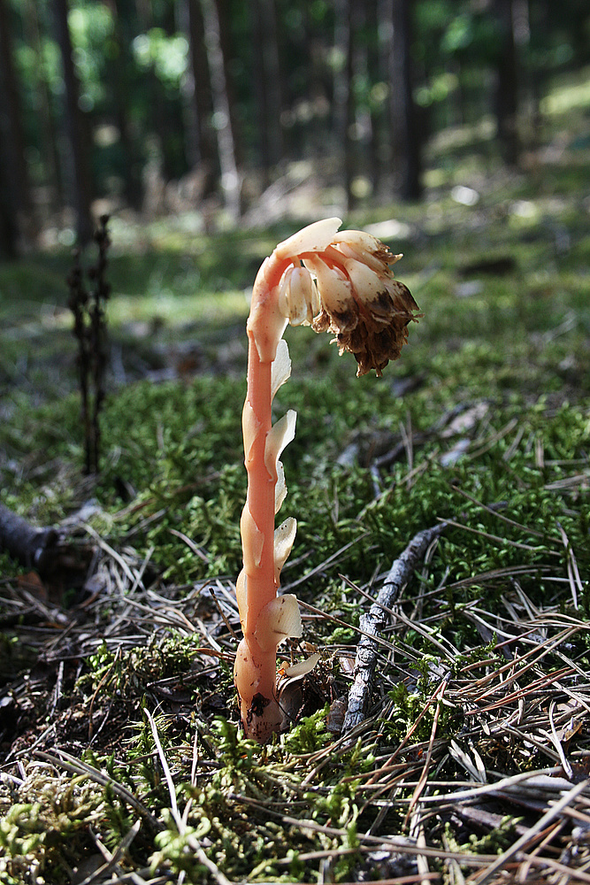 Fichtenspargel (Monotropa hypopitys L.)