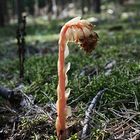 Fichtenspargel (Monotropa hypopitys L.)