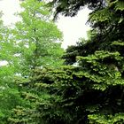 Fichtenspitzen im Regen