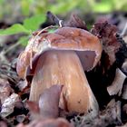 Fichtensteinpilz (Boletus edulis)