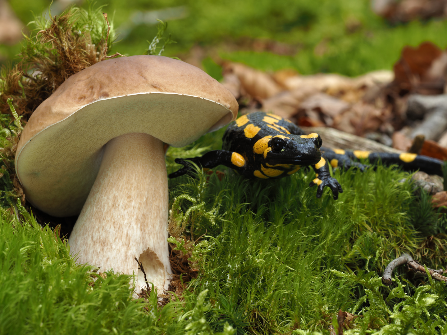 Fichtensteinpilz, Boletus edulis mit Feuersalamander, Salamandra salamandra PA180073b