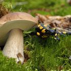 Fichtensteinpilz, Boletus edulis mit Feuersalamander, Salamandra salamandra PA180073b
