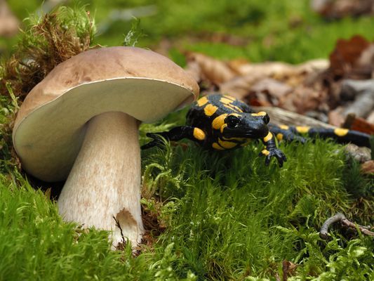 Fichtensteinpilz, Boletus edulis mit Feuersalamander, Salamandra salamandra PA180073b