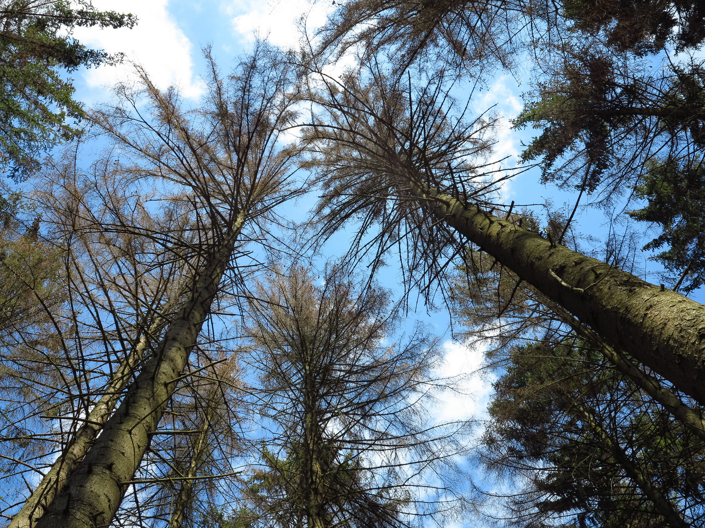 Fichtensterben im Arnsberger Wald.