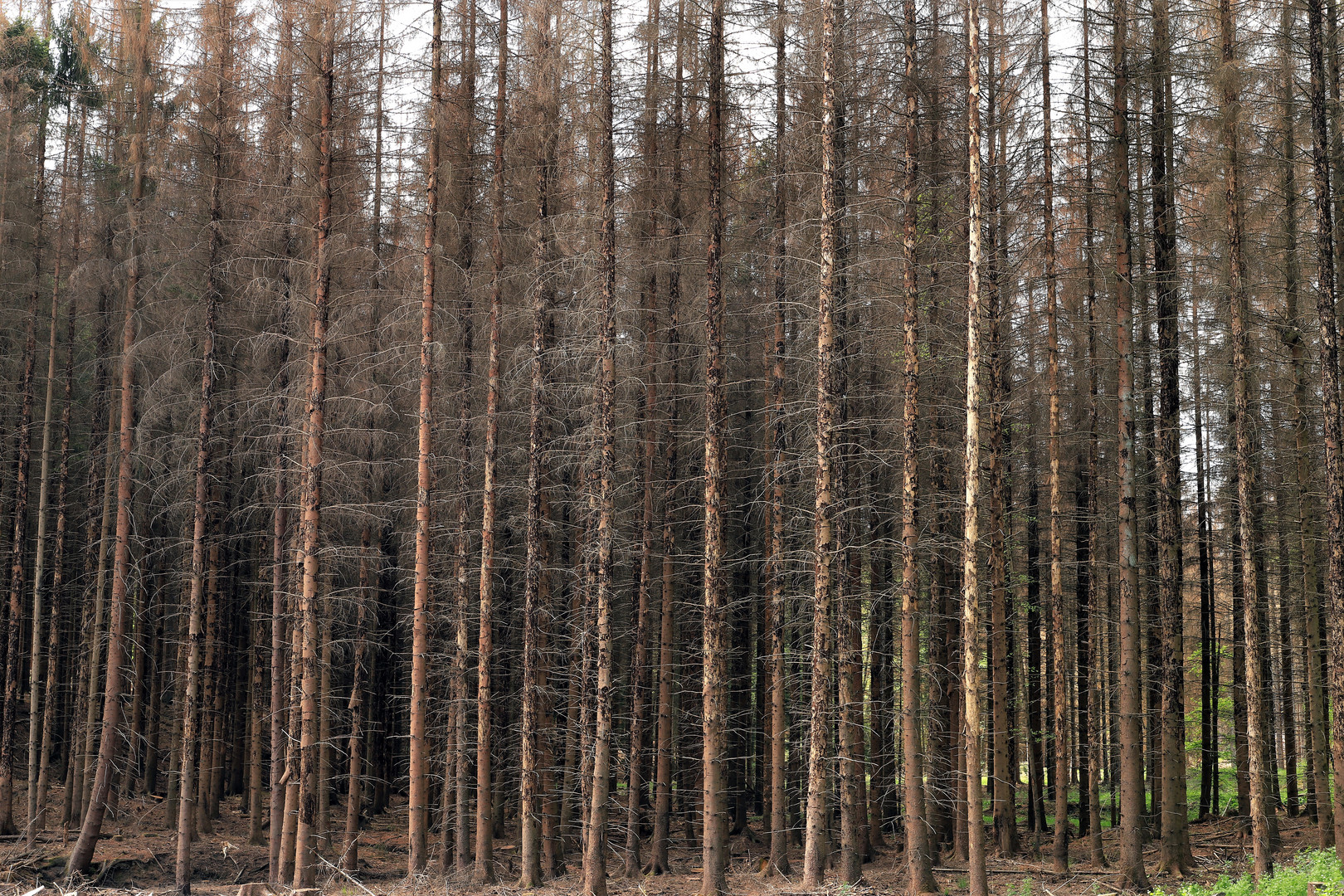 Fichtensterben im Arnsberger Wald 