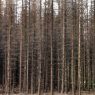 Fichtensterben im Arnsberger Wald 