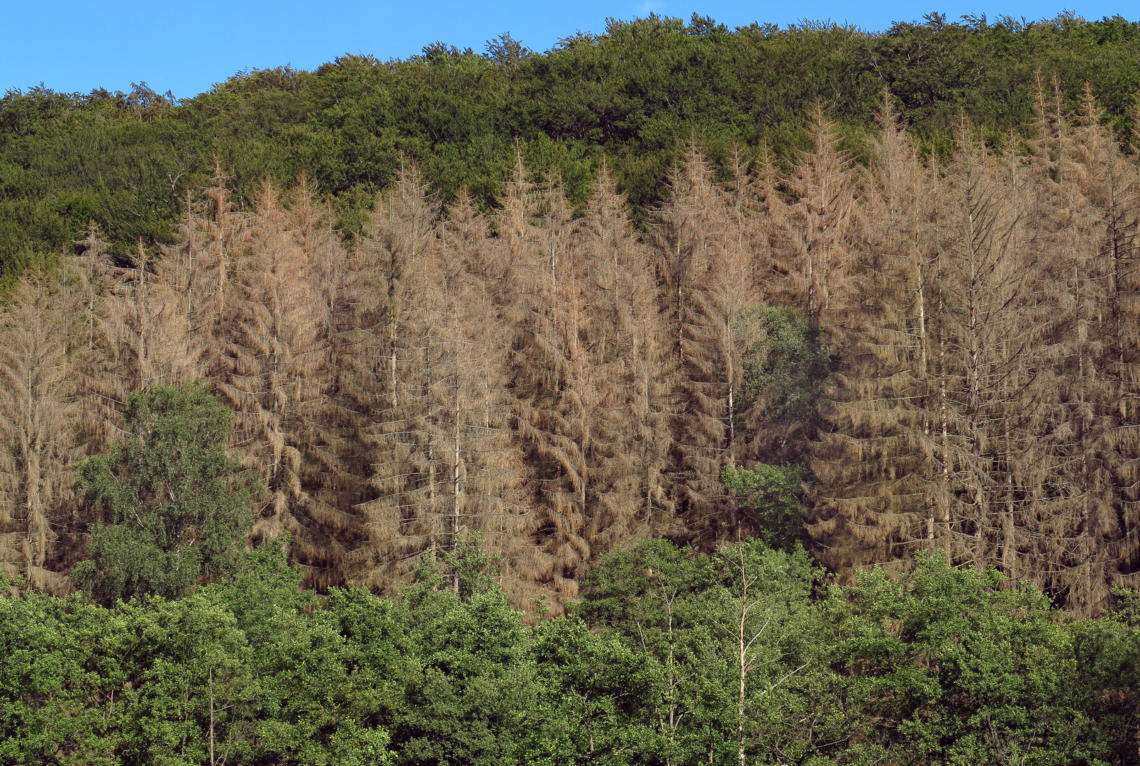 Fichtensterben im Arnsberger Wald