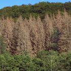 Fichtensterben im Arnsberger Wald