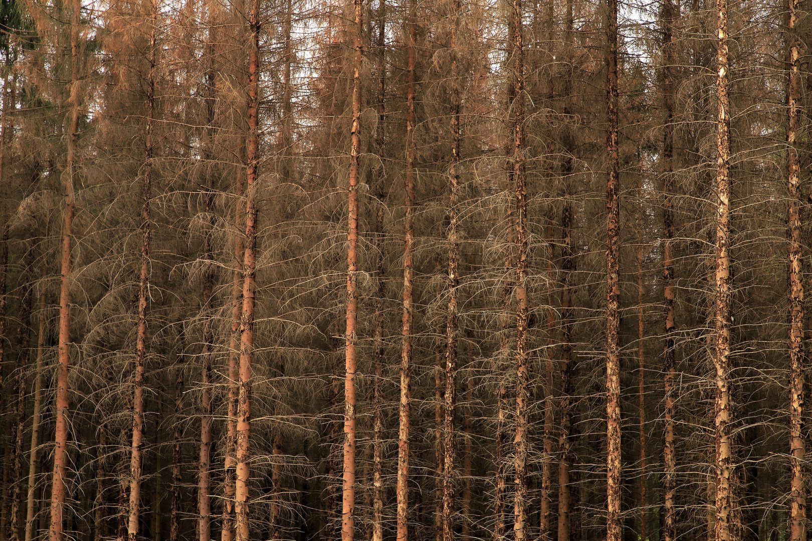 Fichtensterben im Arnsberger Wald.