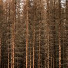 Fichtensterben im Arnsberger Wald.