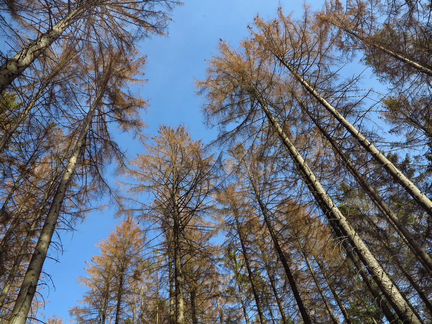 Fichtensterben im Arnsberger Wald.