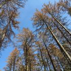 Fichtensterben im Arnsberger Wald.