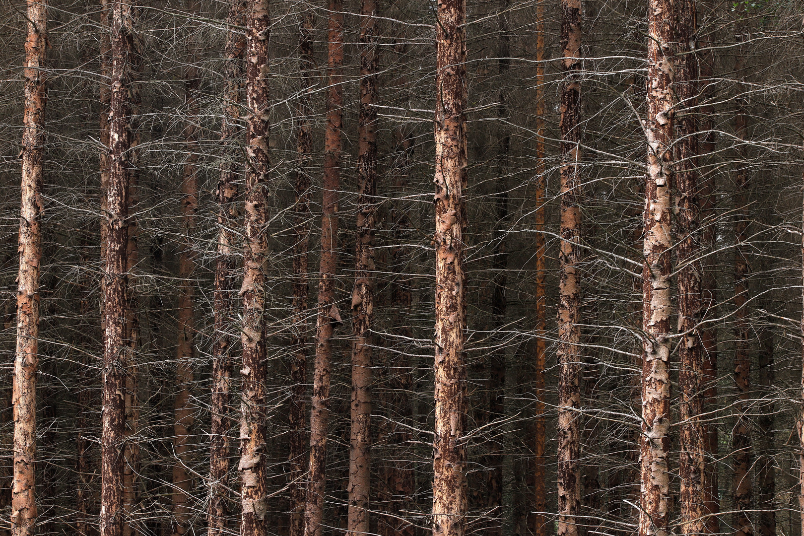 Fichtensterben im Arnsberger Wald