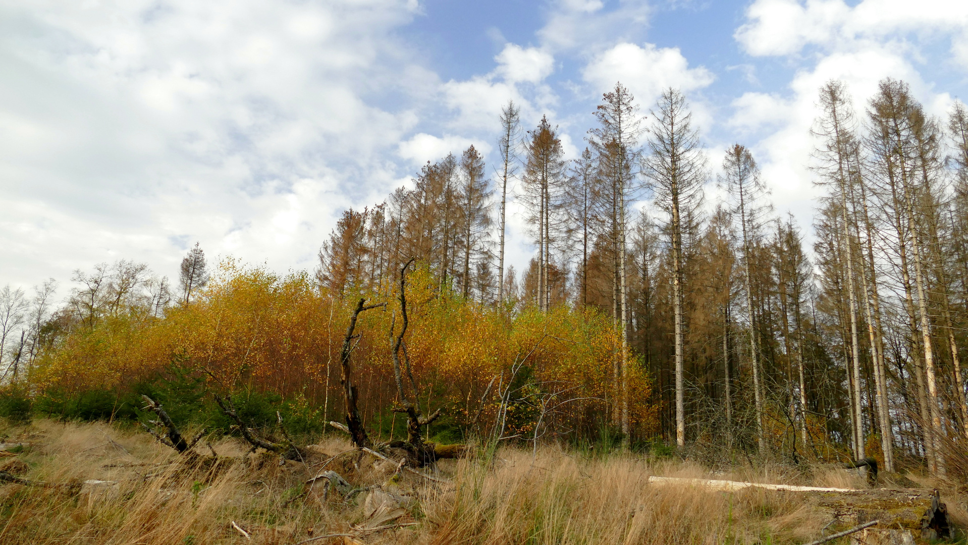 °°°°  Fichtensterben im Bergischen Land °°°°