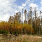 °°°°  Fichtensterben im Bergischen Land °°°°