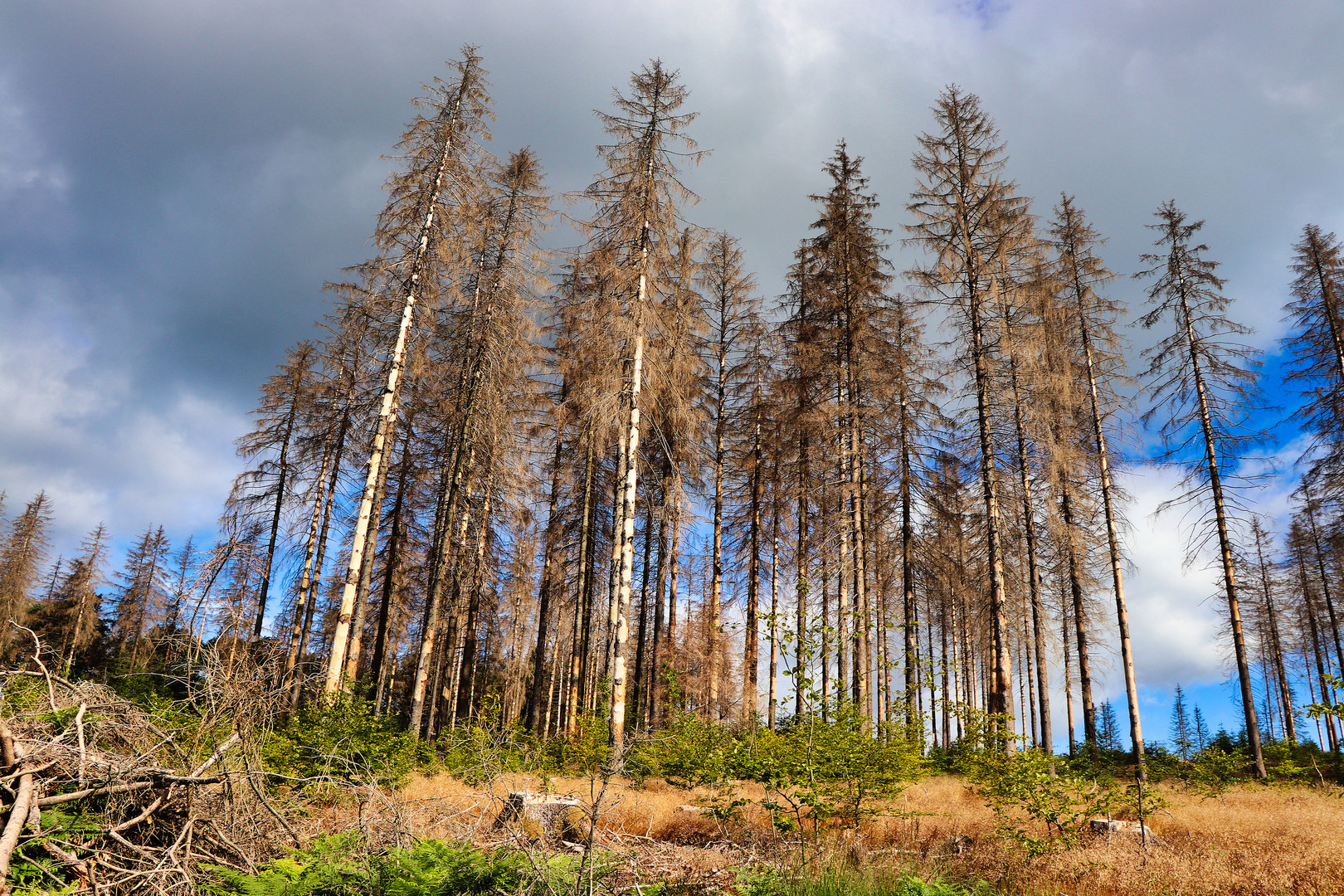 Fichtensterben im Sauerland