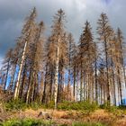 Fichtensterben im Sauerland