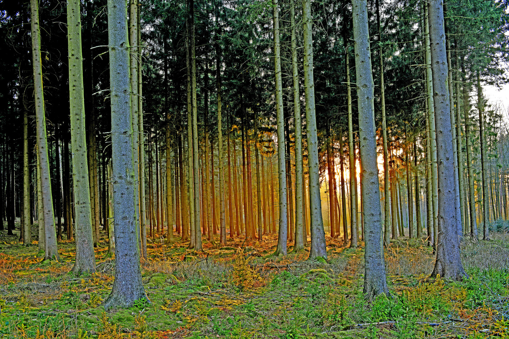 Fichtenwald bei Sonnenuntergang im Lipperland