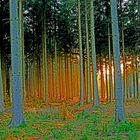 Fichtenwald bei Sonnenuntergang im Lipperland