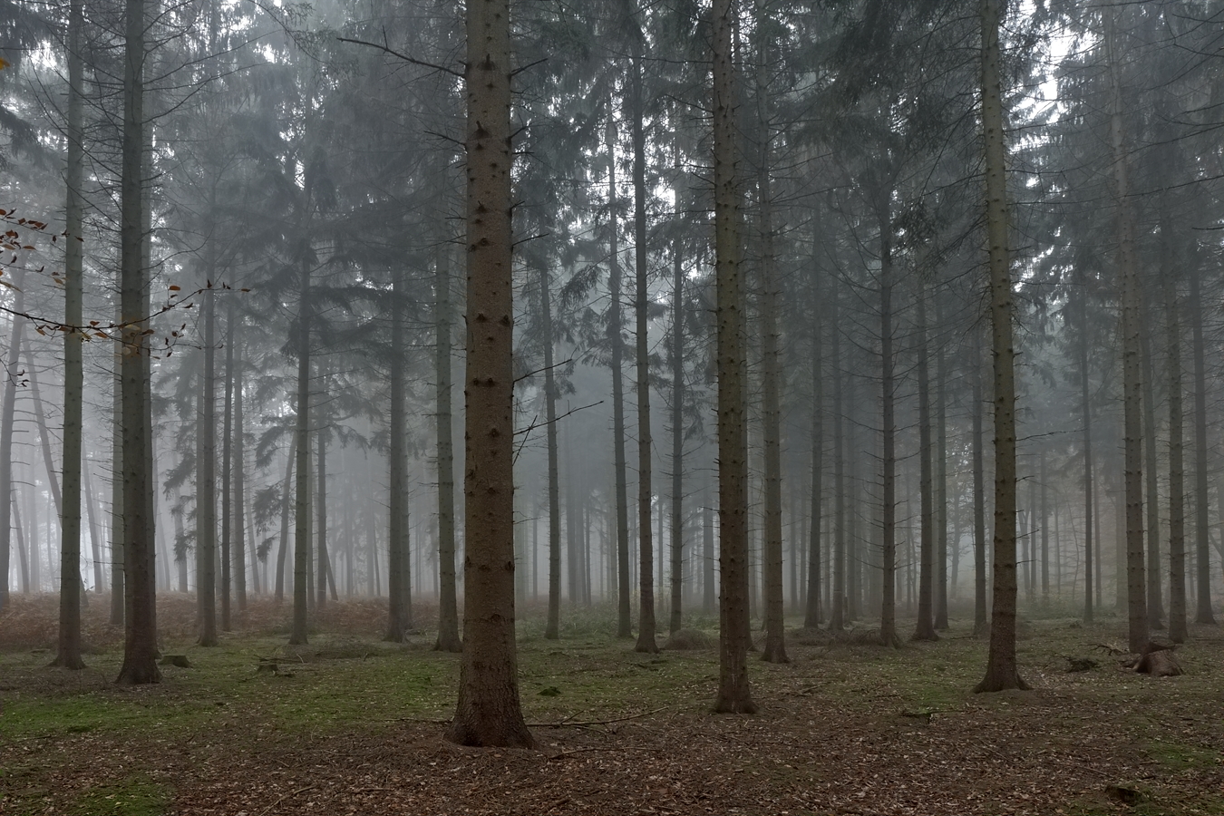 Fichtenwald im Nebel