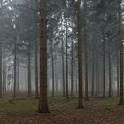 Fichtenwald im Nebel