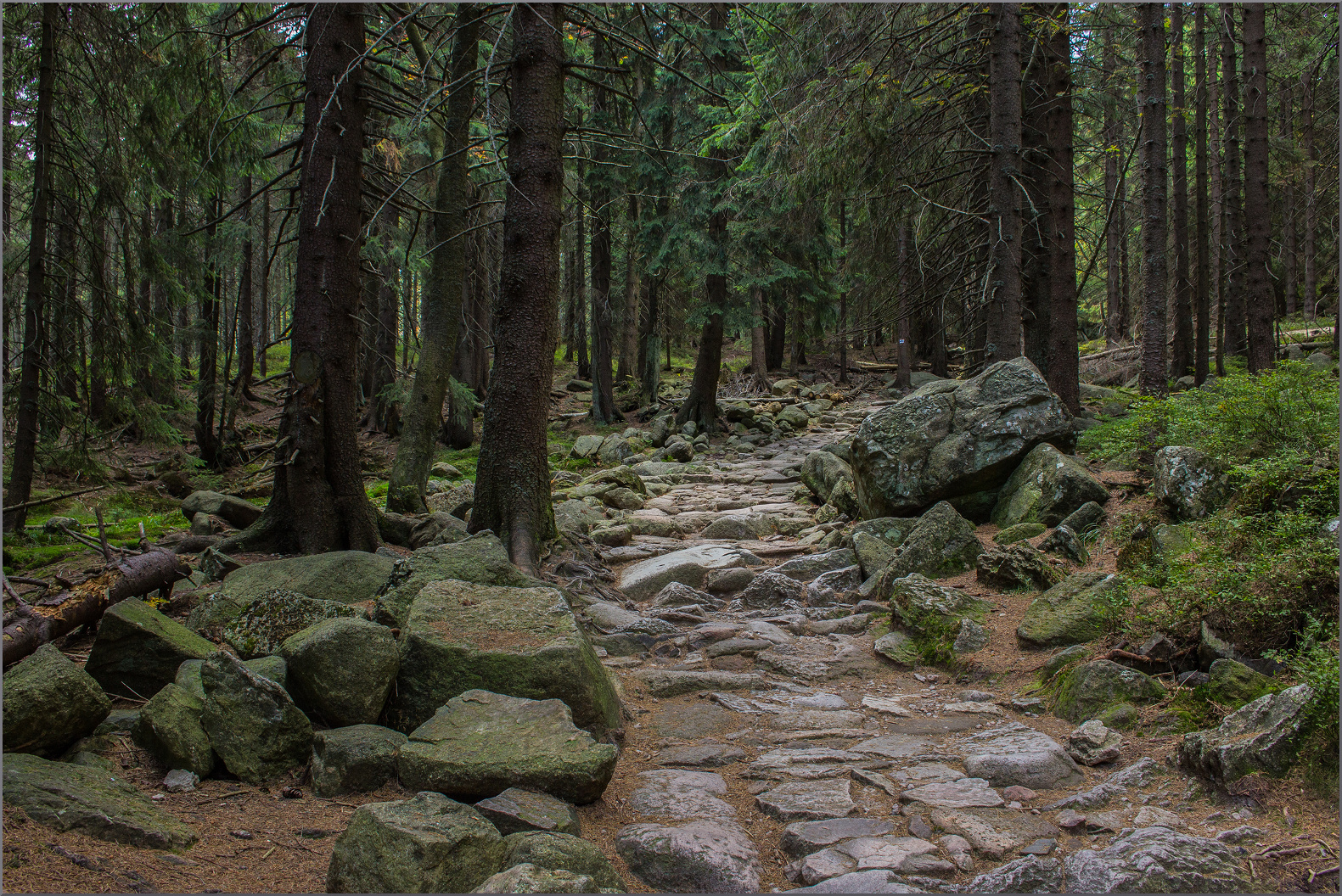 Fichtenwald im Riesengebirge